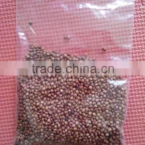 Gaodan Grass Seeds Sorghum Sudan Grass Seeds Sorghum Hybrid Sudan Grass Seeds For Growing thumbnail-4