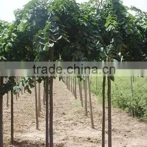 Ulmus Pumila L. Seedling thumbnail-3
