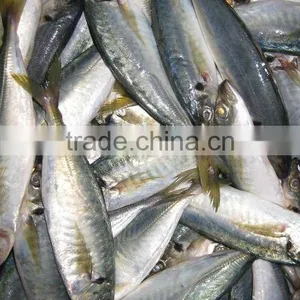 Frozen Horse Mackerel thumbnail-1
