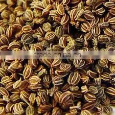 Celery Seed thumbnail-1