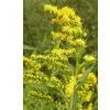Golden Rod Extract thumbnail-1