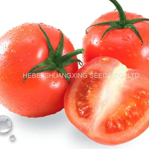 High Germination Hybrid High Yield Red Tomato Seeds thumbnail-1