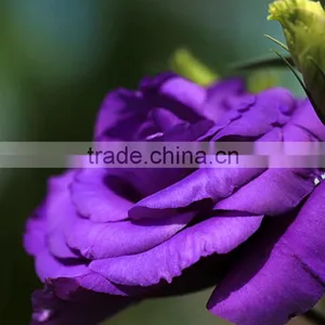 Top Grade Hot Selling Fresh Cut Flower Eustoma Wholesale thumbnail-4