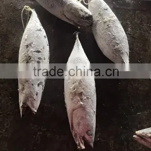 Longline Frozen Skipjack Tuna ( Katsuwonus Pelamis) thumbnail-2