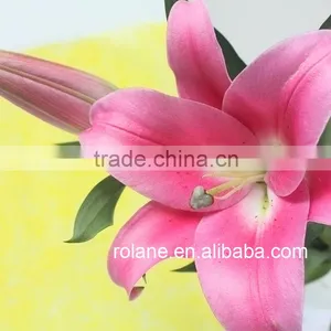 Cheap And Good China Hot Selling Fresh Cut Lilium From YUNNAN Planting Base thumbnail-1
