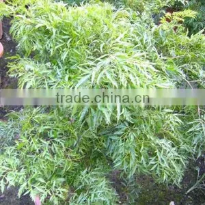 Polyscias Fruticosa thumbnail-1