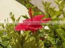 Hibiscus Flower Plant Extract Powder thumbnail-1