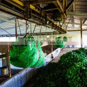 High Quality Tea and Compitive Price Green Tea SP2 thumbnail-4