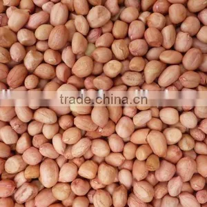 PEANUTS KERNEL JAVA thumbnail-2