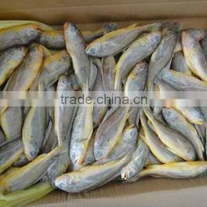 Little Yellow Croaker thumbnail-1