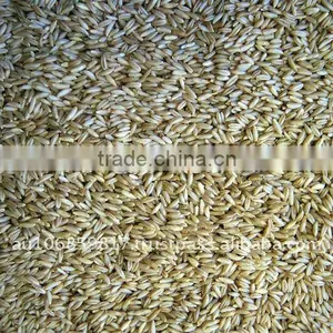 QATS - FEED OAT thumbnail-1