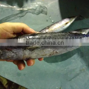Frozen Bonito Skipjack 200-300g IQF thumbnail-1
