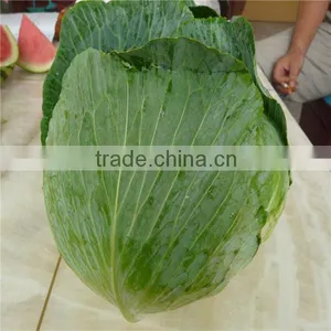 Beijing Cabbage/round Cabbage/flat Cabbage From Factory thumbnail-1