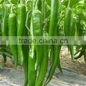 Hot Sale Hybrid High Yield Chili Pepper Seeds-XY 158 thumbnail-1