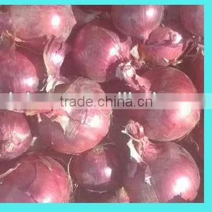 Fres Onion thumbnail-5