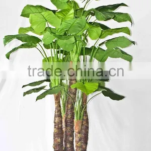 Wholesale Outdoor Use Potted Plants thumbnail-3