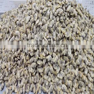 Frozen Cooked Shellfish Type Variegated Clam thumbnail-3