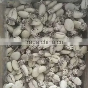 Frozen Cuttlefish thumbnail-3