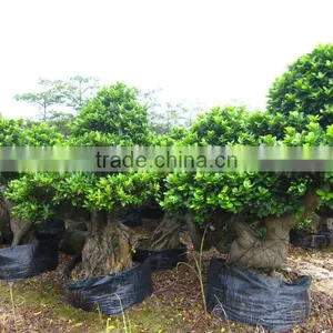 Ficus Microcarpa Retailer thumbnail-1