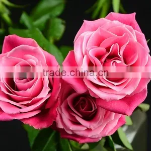 Beautiful Natural Fresh Cut Roses Flower 60-80CM Long Stem From Yunnan,China thumbnail-3