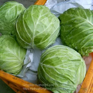 IQF Frozen Collard Green thumbnail-1