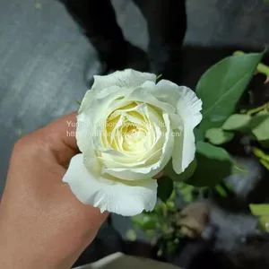 China Supply Long Stem Fresh Roses Natural Bulk Flowers Fresh Cut Roses From China 20pcs/bundle thumbnail-5