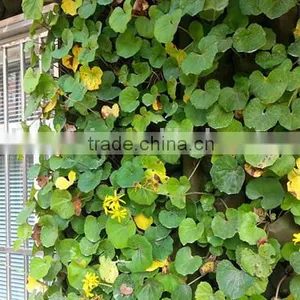 New Style High Quality Artistic Artificial Plant (grass/flower) Wall thumbnail-1