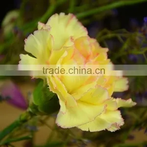 Fashionable Crazy Selling Elegant Cut Carnation Flowers thumbnail-3