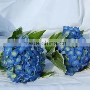 High Grade Best-Selling Hydrangea Flowers for Sale thumbnail-6