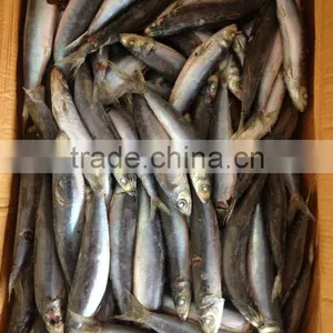 Most Favourable Frozen Pacific Mackerel Chilled Mackerels thumbnail-2