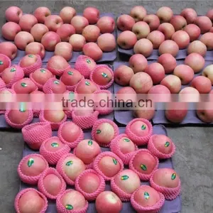 2015 Shandong Origin Fresh Fuji Apple thumbnail-1