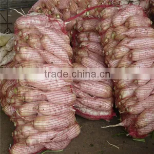 2016 New Crop Fresh Radish Price thumbnail-1