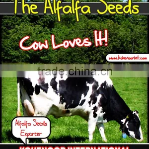 ALFALFA FODDER GRASS SEEDS thumbnail-1