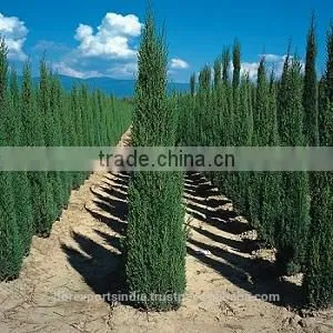 Cypress Oil (1st) thumbnail-1