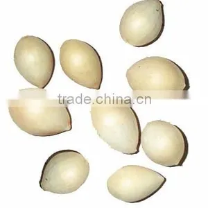 Yin Xing Dried Ginkgo Fruits Ginko Biloba thumbnail-1