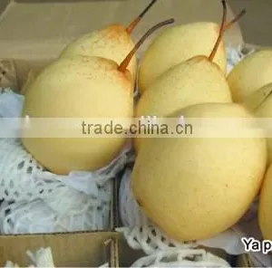 Huangguan Pear/ Crown Pear / Golden Pear thumbnail-2