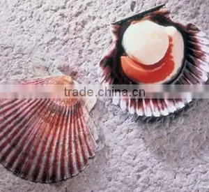 Half Shell Scallop thumbnail-1