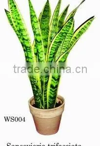 Sansevieria Trifasciata Var Laurentii thumbnail-1