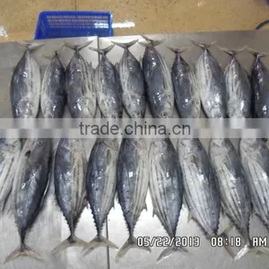 Skipjack Tuna thumbnail-2