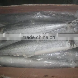 Frozen Whole Round Spanish Mackerel thumbnail-1
