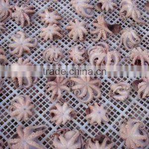 Frozen Baby Otopus IQF thumbnail-6