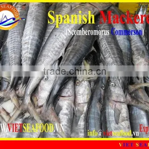 W/R FROZEN SPANISH MACKEREL thumbnail-1