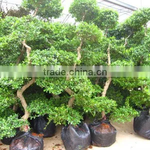 Carmona Microphylla 2m Bonsai Trees for Shipment thumbnail-1