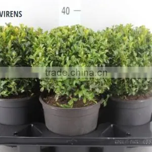 BUXUS SEMPERVIRENS thumbnail-1