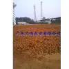 Guangdong LiMing Agriculture Co., Ltd. company overview - view 1 thumbnail
