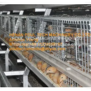 Barbados Chicken Shed A Type Automatic Small Chicken Cage & Small Layer Cage With 10000 Birds With Automatic Manure Clean Machine thumbnail-1