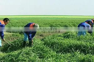 Barley Powder Grass thumbnail-4