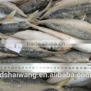 Frozen Whole Round Trachurus Japonicus With Size 40 - 60 Pcs / 10kg Ctn thumbnail-4