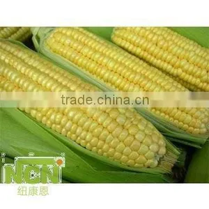 China Supply Frozen Sweet Corn Cob thumbnail-1