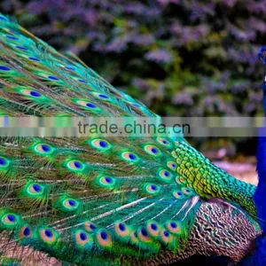 Natural Artificial Hobby Lobby Peacock Feathers thumbnail-5